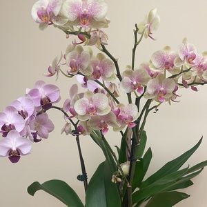 Meet your Posher, Sharan